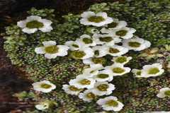 Saxifraga pulvinaria